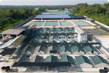 The Shrimp Fry Hatchery